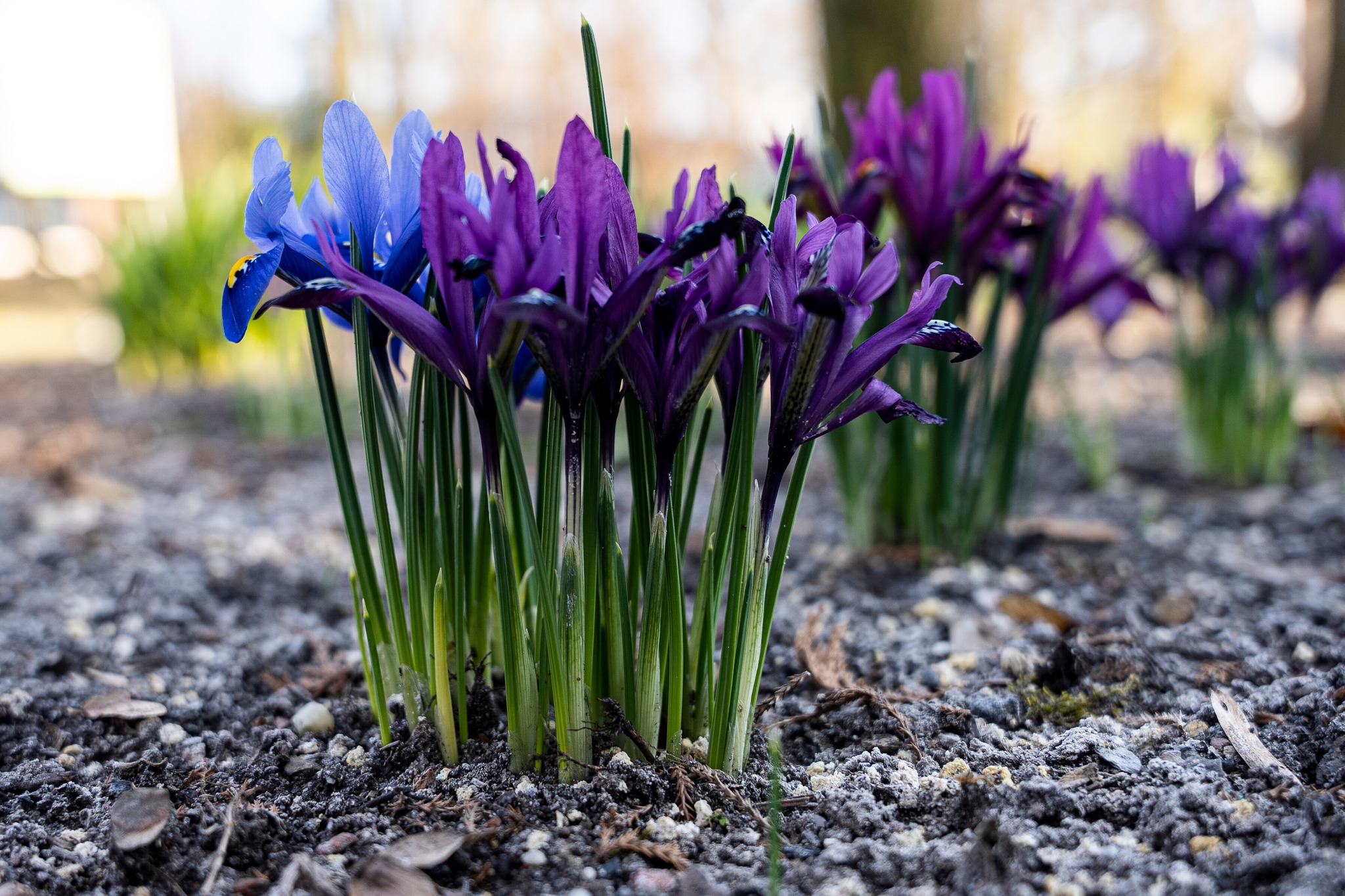 W Miejskim Ogrodzie Botanicznym w Zabrzu widać już wiosnę!