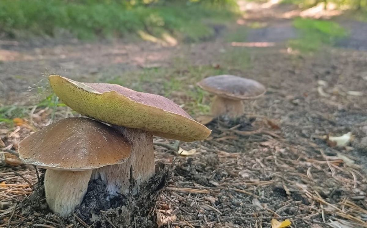 Najlepsze miejsca na grzybobranie na Śląsku – odkryj ukryte skarby lasów!