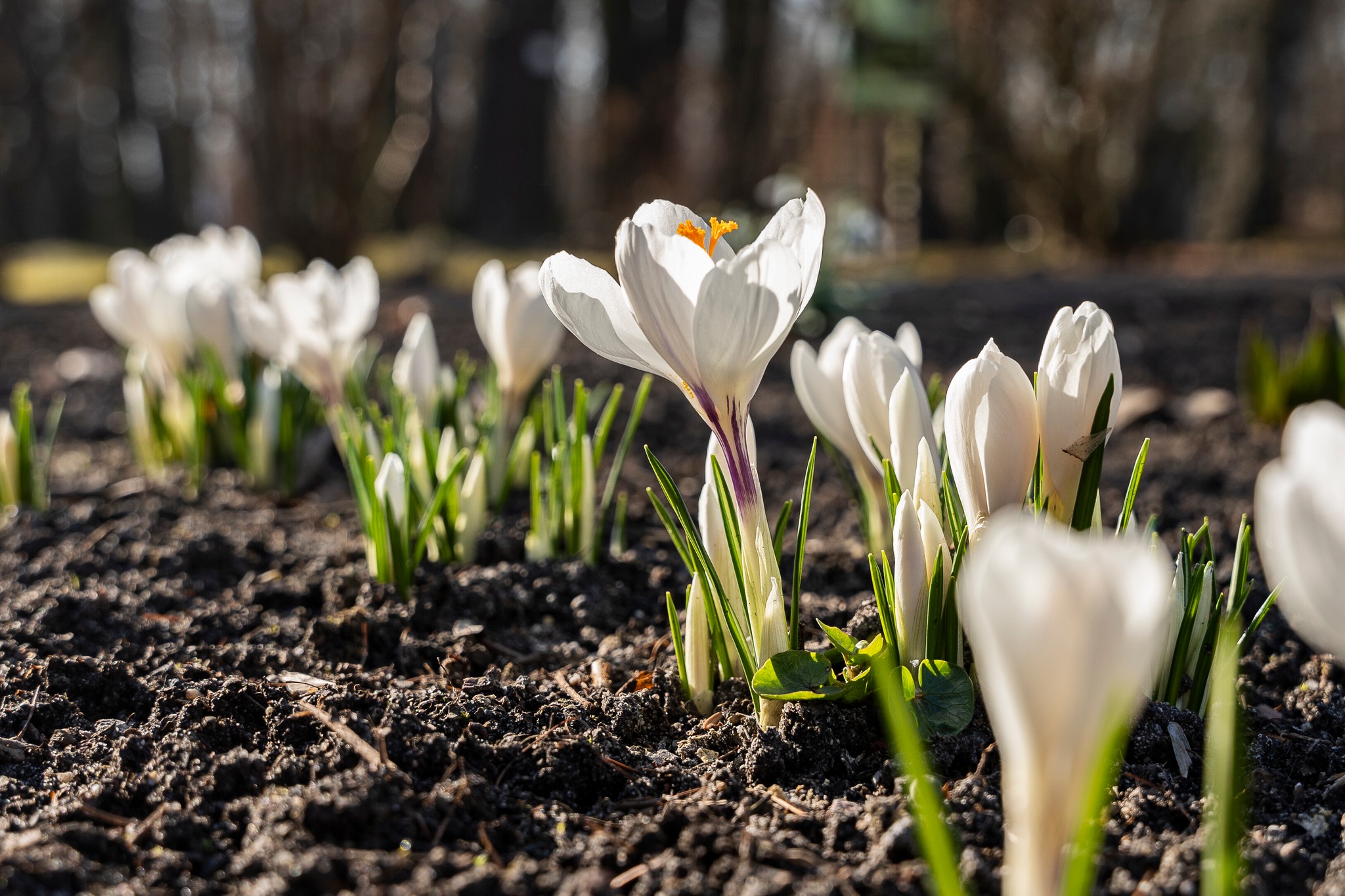 W Miejskim Ogrodzie Botanicznym w Zabrzu widać już wiosnę!