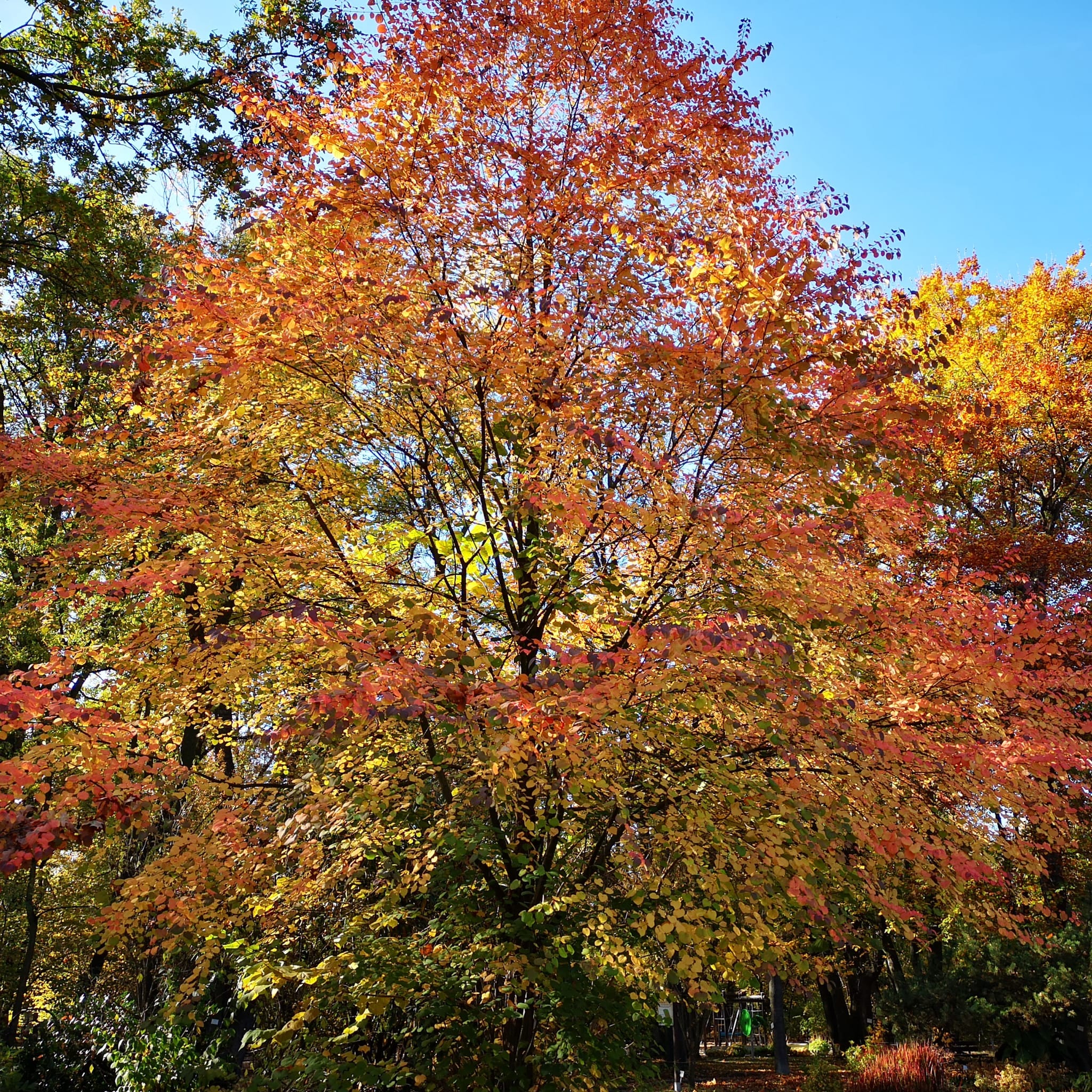 Trwa piękna, złota jesień w Miejskim Ogrodzie Botanicznym w Zabrzu! [ZDJĘCIA]