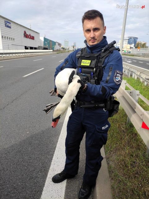 Po autostradzie A4 chodził łabędź. Katowiccy policjanci uratowali zwierzę - galeria