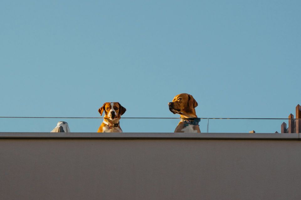 Pies w mieście – wyzwania i radości - galeria