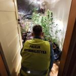 Kryminalni zlikwidowali nielegalną uprawę konopi. 52-latek zatrzymany! - galeria
