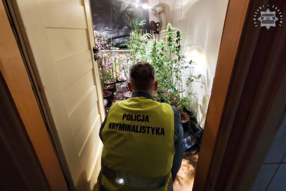 Kryminalni zlikwidowali nielegalną uprawę konopi. 52-latek zatrzymany! - galeria