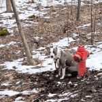 Znęcanie się nad zwierzętami w Świętochłowicach. Porzucił psa przywiązując go do hydrantu - galeria