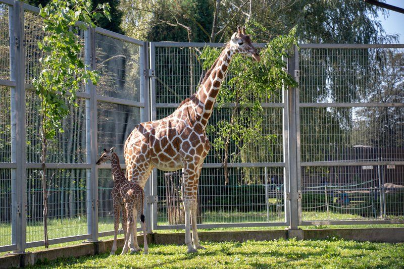 Narodziny żyrafy w chorzowskim ZOO. To dwudziesta żyrafa urodzona w Chorzowie [WIDEO] - galeria