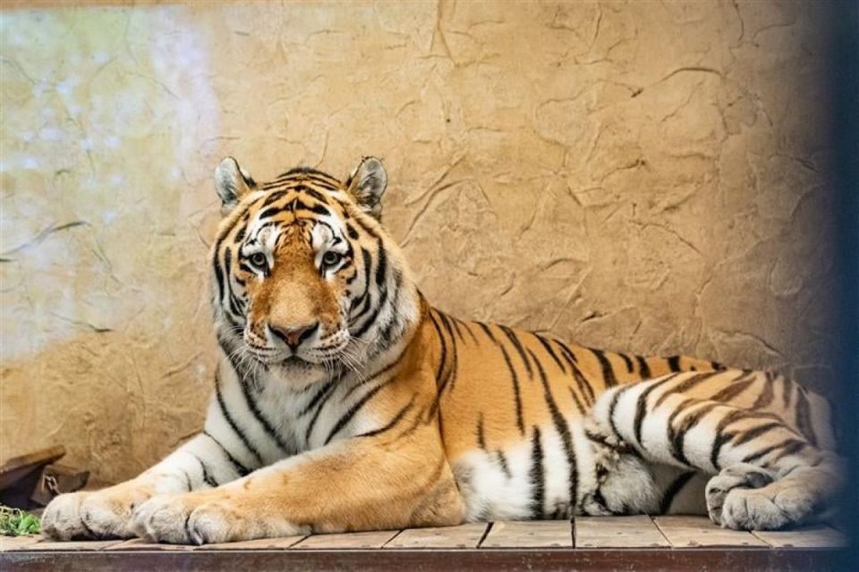 Śląskie ZOO ma nowego mieszkańca! To 13-letni tygrys amurski o imieniu Tiber! - galeria