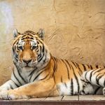 Śląskie ZOO ma nowego mieszkańca! To 13-letni tygrys amurski o imieniu Tiber! - galeria