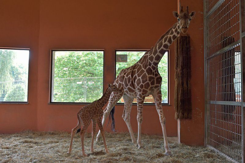 Narodziny żyrafy w chorzowskim ZOO. To dwudziesta żyrafa urodzona w Chorzowie [WIDEO] - galeria