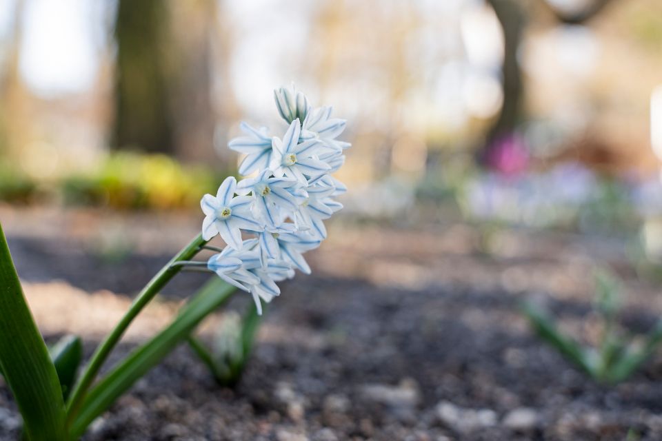 W Miejskim Ogrodzie Botanicznym w Zabrzu widać już wiosnę! - galeria