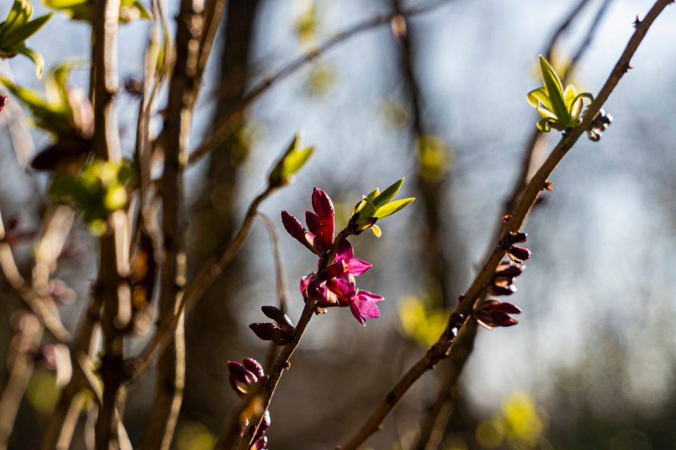 W Miejskim Ogrodzie Botanicznym w Zabrzu widać już wiosnę! - galeria