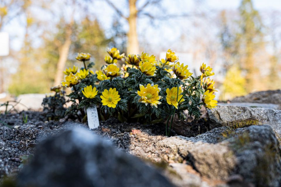 W Miejskim Ogrodzie Botanicznym w Zabrzu widać już wiosnę! - galeria