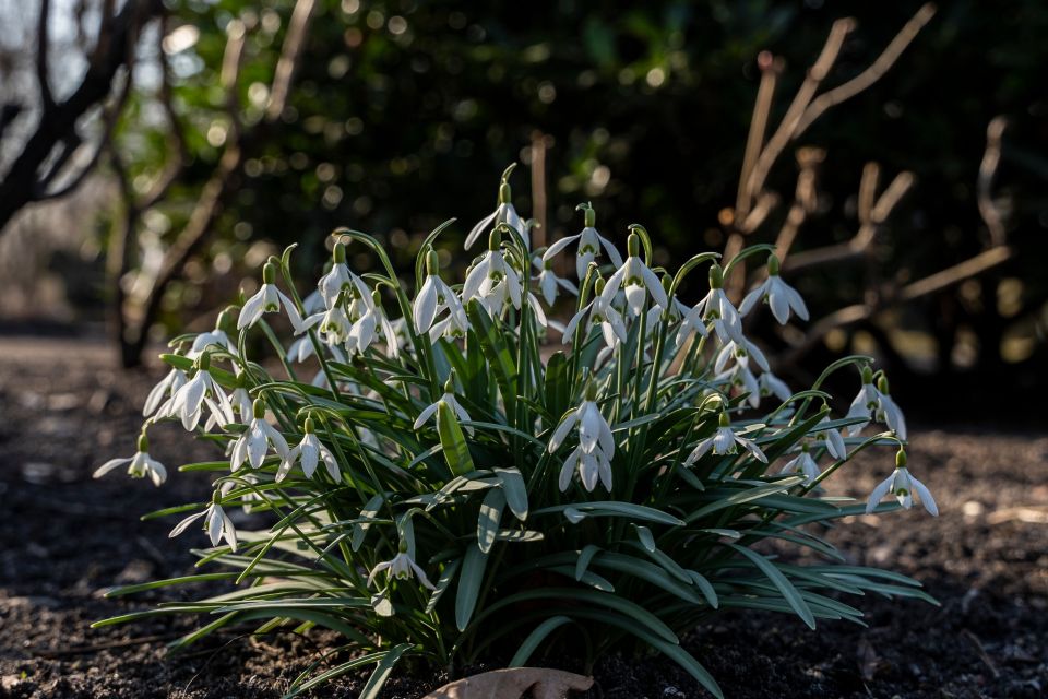 W Miejskim Ogrodzie Botanicznym w Zabrzu widać już wiosnę! - galeria