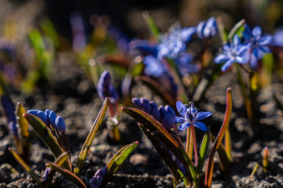 W Miejskim Ogrodzie Botanicznym w Zabrzu widać już wiosnę! - galeria