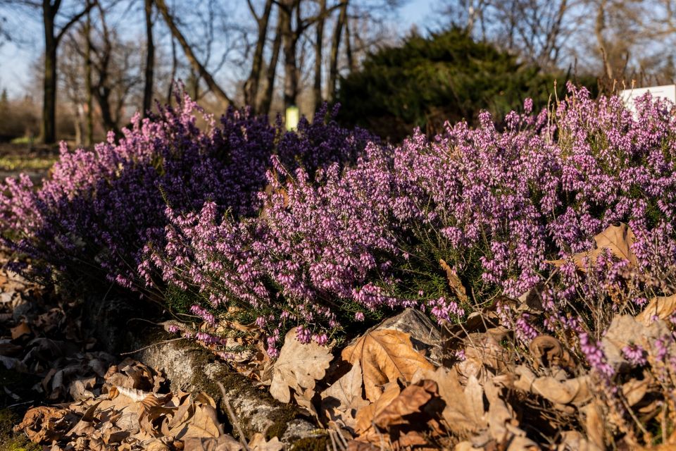 W Miejskim Ogrodzie Botanicznym w Zabrzu widać już wiosnę! - galeria