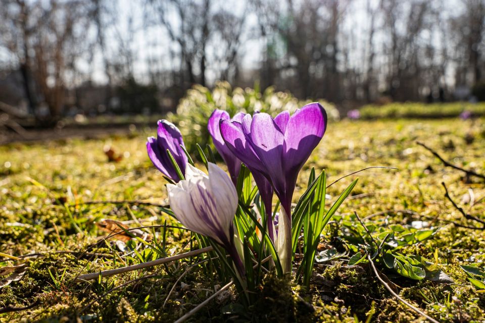 W Miejskim Ogrodzie Botanicznym w Zabrzu widać już wiosnę! - galeria