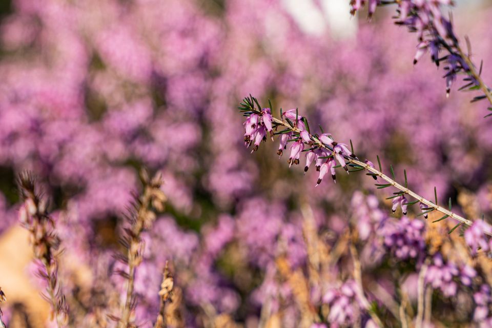 W Miejskim Ogrodzie Botanicznym w Zabrzu widać już wiosnę! - galeria