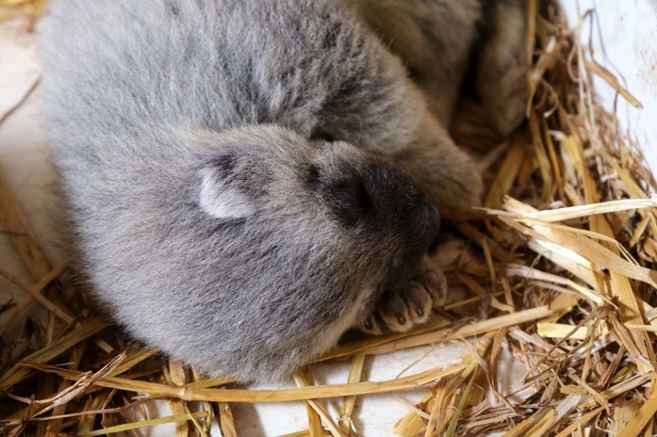 Pierwsze w Polsce rosomaki urodziły się w Śląskim Ogrodzie Zoologicznym - galeria