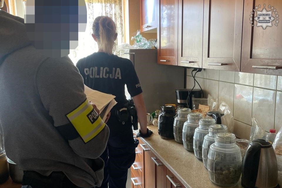 Kryminalni zlikwidowali nielegalną uprawę konopi. 52-latek zatrzymany! - galeria