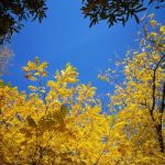 Trwa piękna, złota jesień w Miejskim Ogrodzie Botanicznym w Zabrzu! [ZDJĘCIA] - galeria