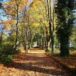 Trwa piękna, złota jesień w Miejskim Ogrodzie Botanicznym w Zabrzu! [ZDJĘCIA] - galeria