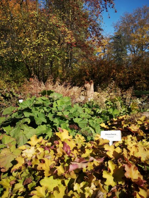 Trwa piękna, złota jesień w Miejskim Ogrodzie Botanicznym w Zabrzu! [ZDJĘCIA] - galeria