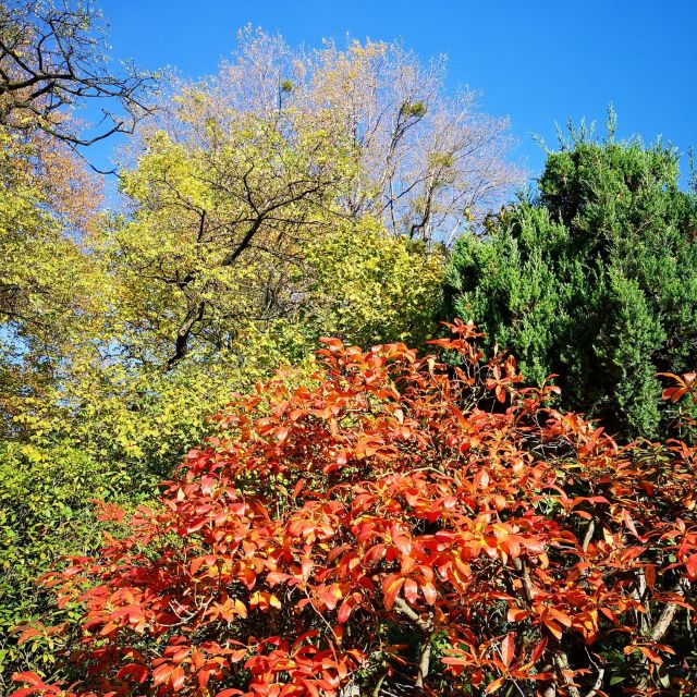 Trwa piękna, złota jesień w Miejskim Ogrodzie Botanicznym w Zabrzu! [ZDJĘCIA] - galeria