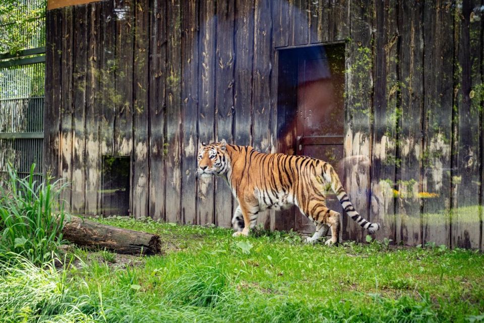 Śląskie ZOO ma nowego mieszkańca! To 13-letni tygrys amurski o imieniu Tiber! - galeria