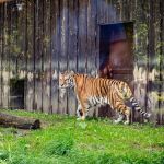 Śląskie ZOO ma nowego mieszkańca! To 13-letni tygrys amurski o imieniu Tiber! - galeria