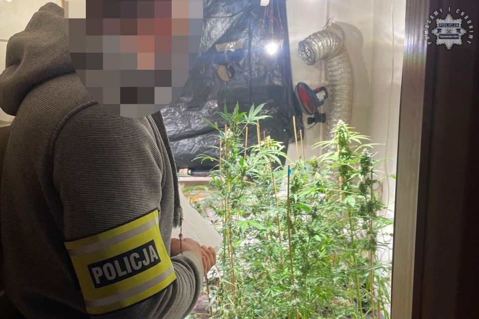 Kryminalni zlikwidowali nielegalną uprawę konopi. 52-latek zatrzymany! - galeria