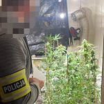 Kryminalni zlikwidowali nielegalną uprawę konopi. 52-latek zatrzymany! - galeria