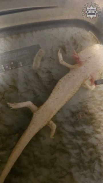 Zaniedbanie zwierzęcia zagrożonego wyginięciem. 34-latka stanie przed sądem - galeria