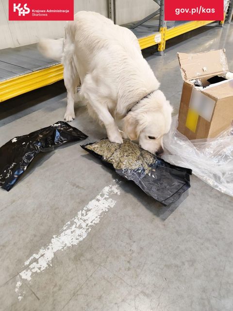 Psi funkcjonariusz Kodi wywęszył środki odurzające w przesyłce kurierskiej - galeria