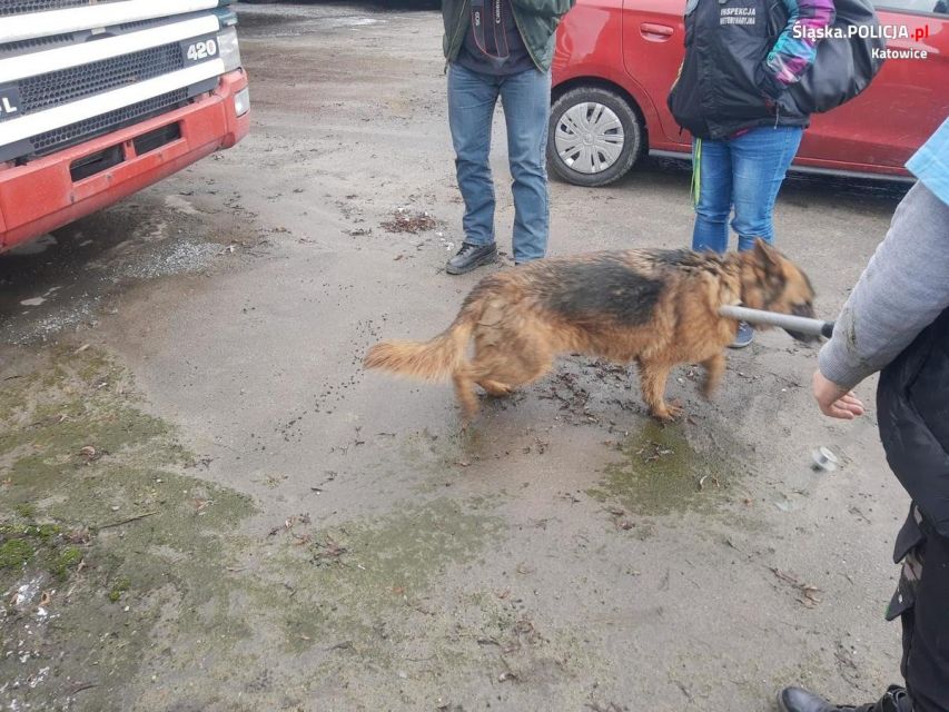 Katowice: Piekło zwierząt w betonowych boksach! Wychudzone psy deszczówkę zmieszaną z fekaliami! [FILM+FOTO] - galeria