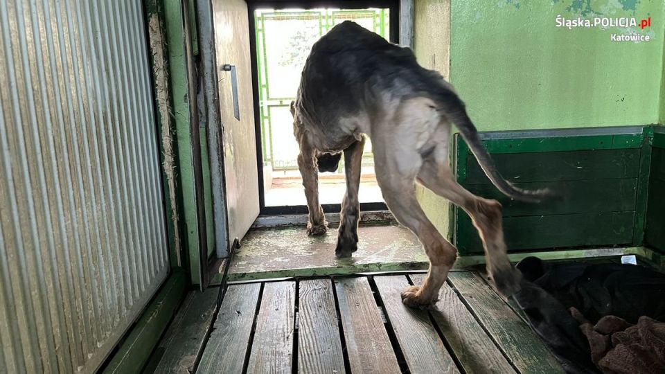 Katowice: Piekło zwierząt w betonowych boksach! Wychudzone psy deszczówkę zmieszaną z fekaliami! [FILM+FOTO] - galeria