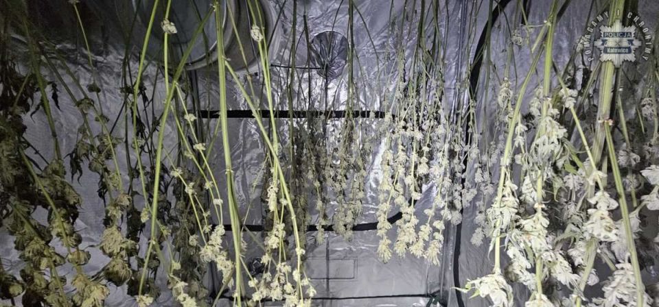 Policja z Katowic rozbiła plantację marihuany – 3,5 kg suszu zabezpieczone! - galeria
