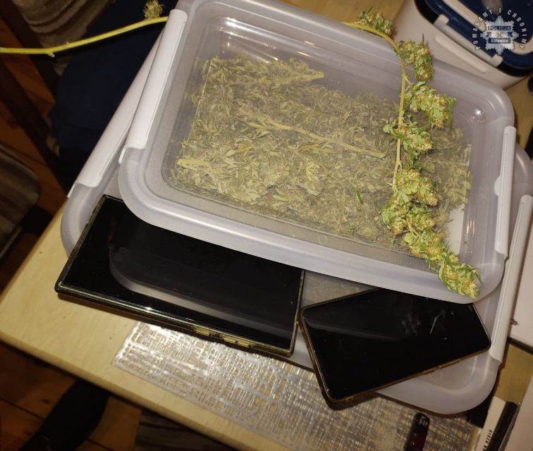 Policja z Katowic rozbiła plantację marihuany – 3,5 kg suszu zabezpieczone! - galeria