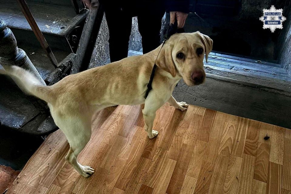 Kopiowanie i rozpowszechnianie zdjęć bez zgody autora zabronione. Katowiccy policjanci odebrali właścicielce wychudzone i zaniedbane psy - galeria