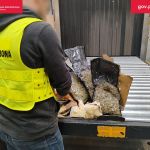 Psi funkcjonariusz Kodi wywęszył środki odurzające w przesyłce kurierskiej - galeria