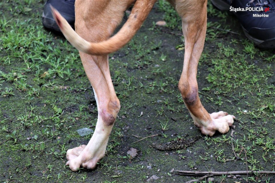 [FOTO] Dramat zwierząt w Orzeszu! Zaniedbane i chore psy przebywały w ciasnych klatkach bez dostępu do wody! - galeria