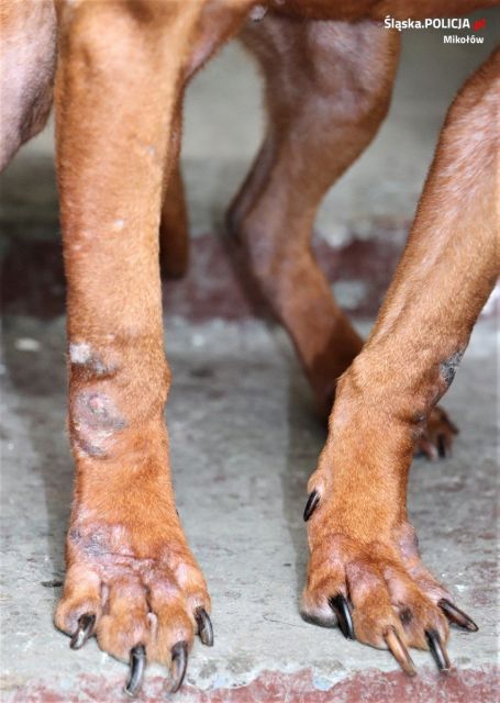 [FOTO] Dramat zwierząt w Orzeszu! Zaniedbane i chore psy przebywały w ciasnych klatkach bez dostępu do wody! - galeria