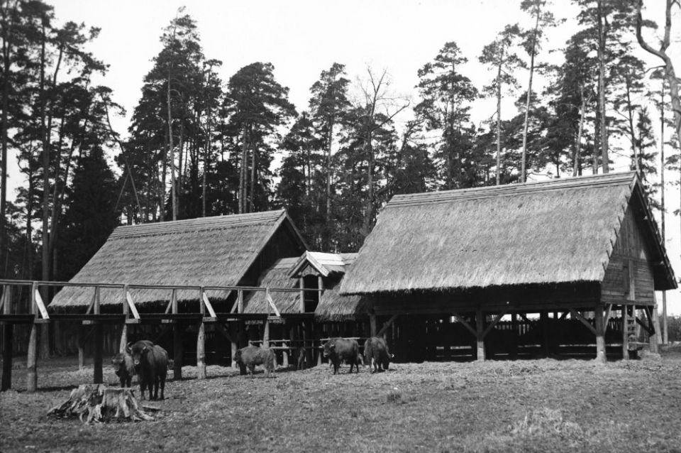 Żubry w lasach pszczyńskich - Jankowice 1932/fot. NAC