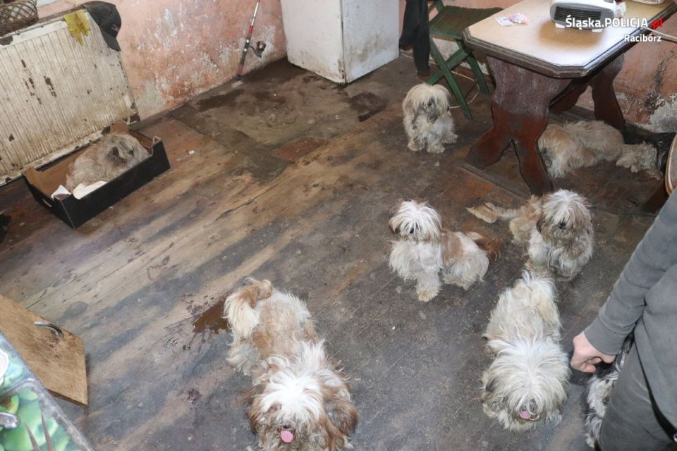 Horror czworonogów na prywatnej posesji. Psy znalezione w koszu na pranie i... piekarniku! - galeria