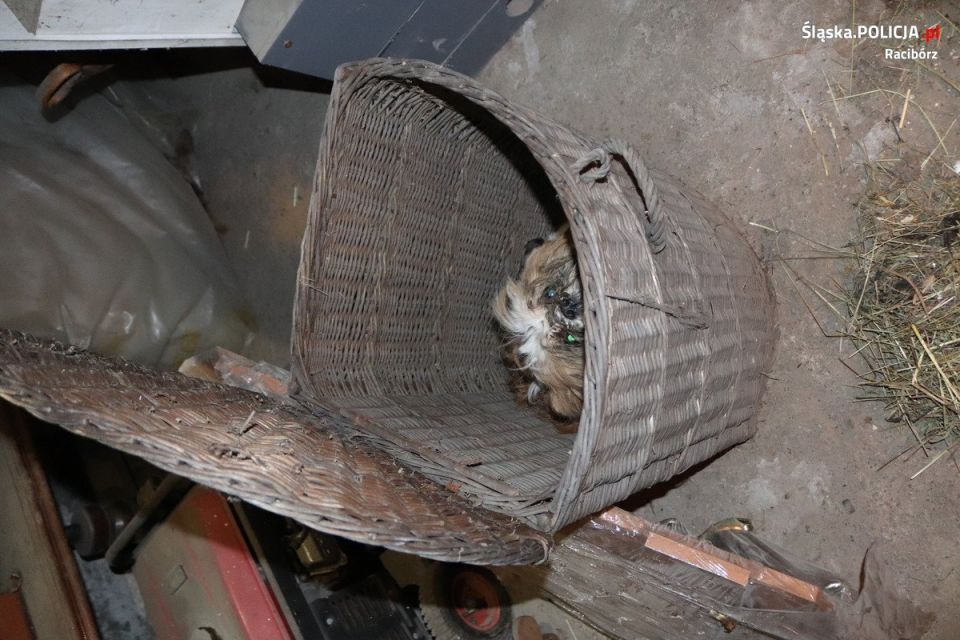 Horror czworonogów na prywatnej posesji. Psy znalezione w koszu na pranie i... piekarniku! - galeria