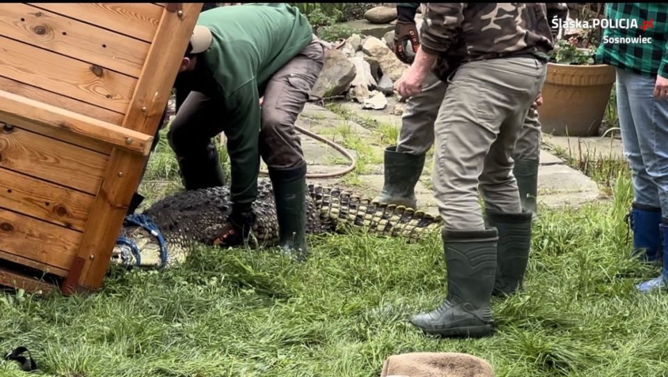Sosnowiec: Przetrzymywał krokodyle nilowe w domu. Jeden z nich nie żyje - galeria