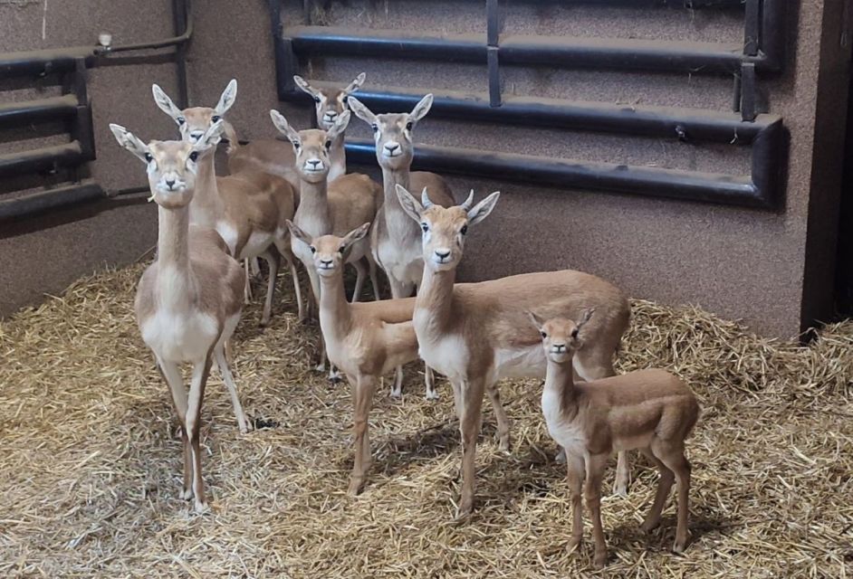 Nowe narodziny w chorzowskim ZOO – dwie młode antylopy indyjskie - galeria