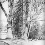 Pszczyna: W parku książęcym 1937/fot. NAC