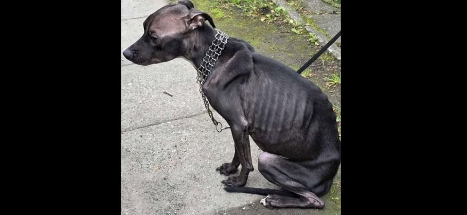 Porzuciła psa bez jedzenia i wody: świętochłowiczanka usłyszała zarzuty - galeria