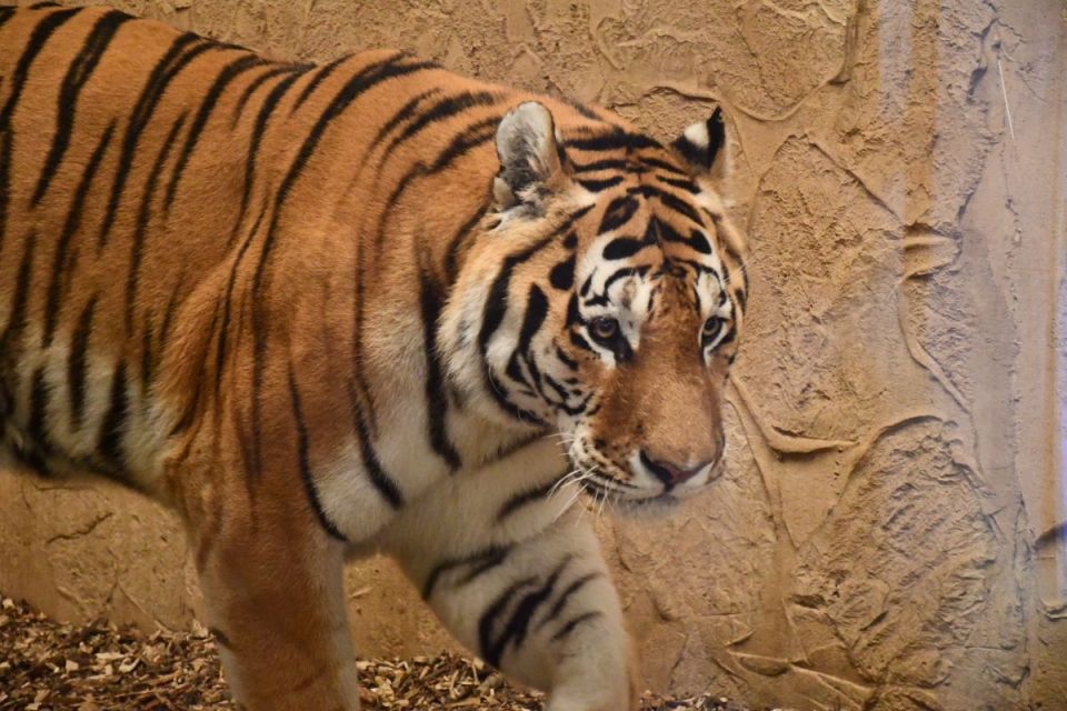 Śląskie ZOO ma nowego mieszkańca! To 13-letni tygrys amurski o imieniu Tiber! - galeria