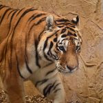 Śląskie ZOO ma nowego mieszkańca! To 13-letni tygrys amurski o imieniu Tiber! - galeria